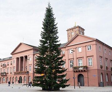 Der Weihnachtsbaum steht auf dem Marktplatz  vor dem Rathaus