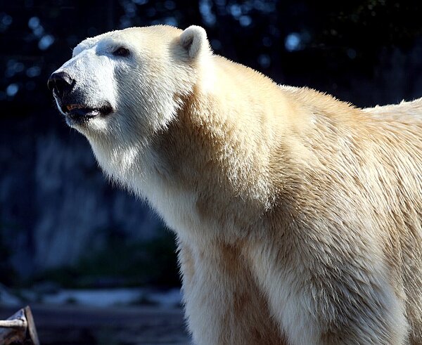 Eisbärweibchen Charlotte hat am frühen Morgen den Zoo Karlsruhe verlassen.