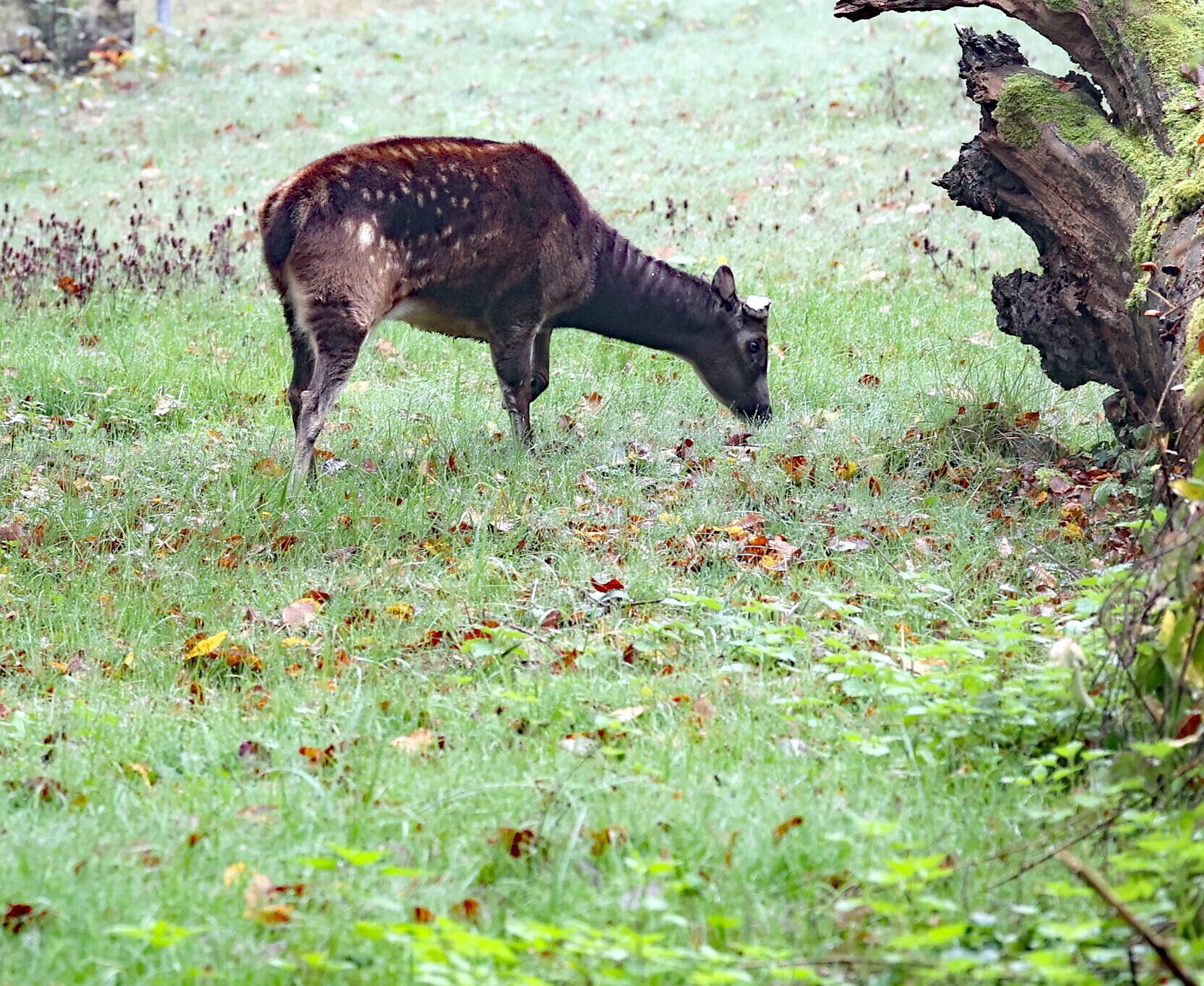 Im Tierpark Oberwald soll mittelfristig eine Zuchtgruppe der vom Aussterben bedrohten Prinz-Alfred-Hirsche etabliert werden. Zwei Tiere sind vom Opel-Zoo bereits nach Karlsruhe umgezogen.