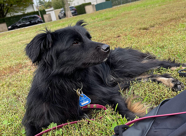 Das Bild zeigt einen Hund mit Hundemarke auf einer Wiese.