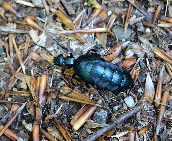 Ölkäfer sind nach dem Bundesnaturschutzgesetz besonders geschützt.