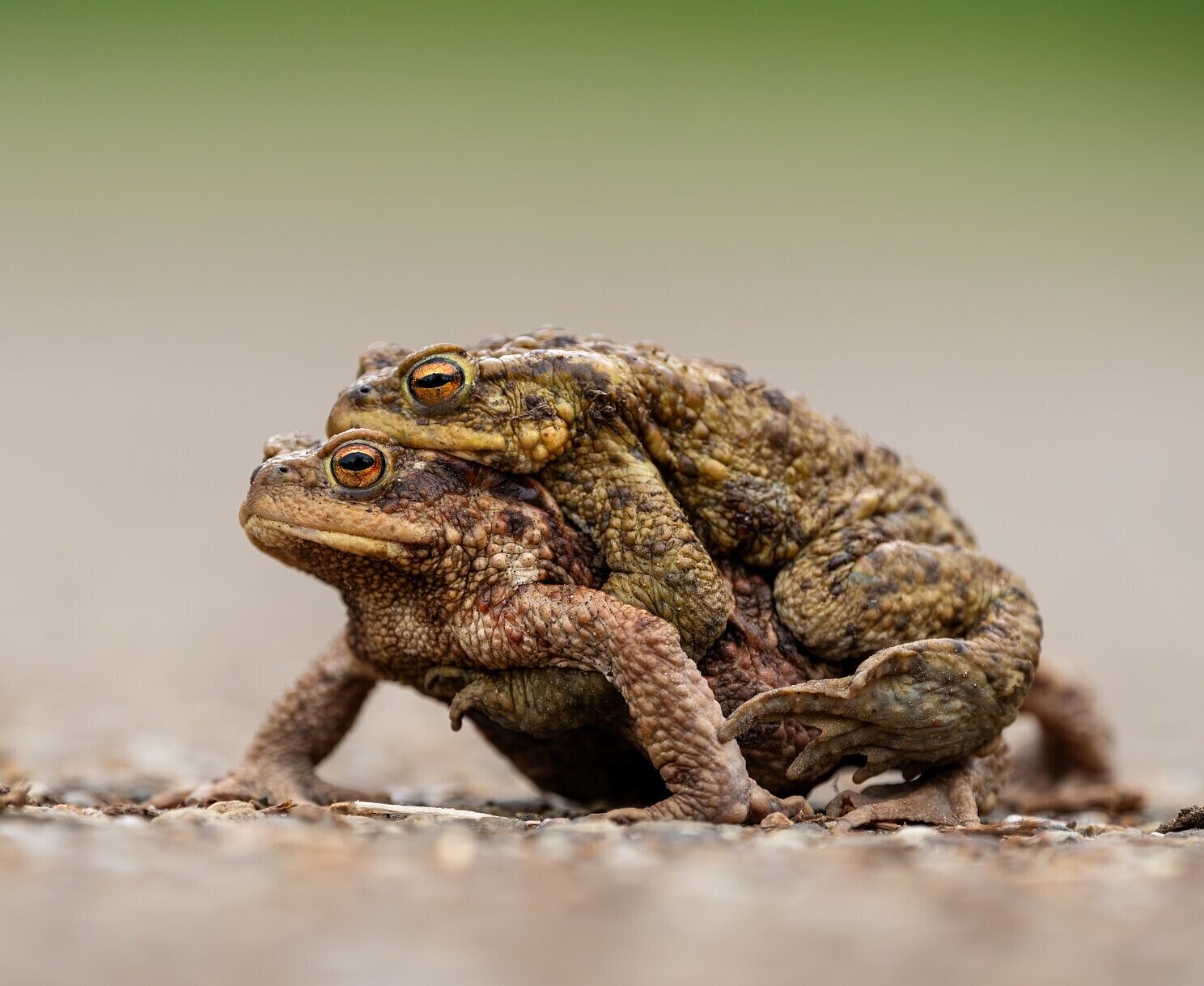 Die Erdkröte (Bufo bufo), Krötenwanderung 2025 