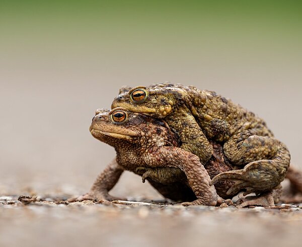 Die Erdkröte (Bufo bufo), Krötenwanderung 2025 