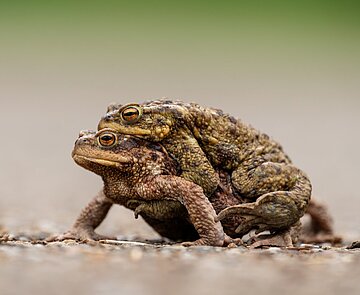 Die Erdkröte (Bufo bufo), Krötenwanderung 2025 