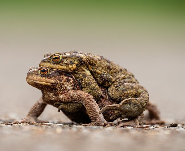 Die Erdkröte (Bufo bufo), Krötenwanderung 2025 