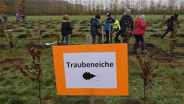 Schild mit der Aufschwirft "Traubeneiche" vor einem der neu gepflanzten Bäume