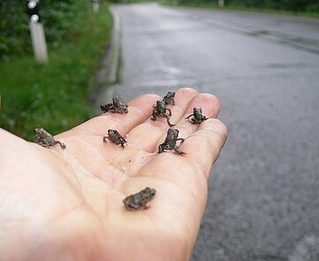 Jungkröten auf einer Hand.