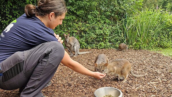 Ein Praktikant im Zoo füttert Kängurus.
