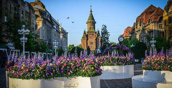 Blick über die Piața Victoriei (Siegesplatz) mit besonderem Blumenschmuck zum Blumenfestival auf die orthodoxen Kathedrale im Hintergrund