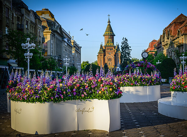 Blick über die Piața Victoriei (Siegesplatz) mit besonderem Blumenschmuck zum Blumenfestival auf die orthodoxen Kathedrale im Hintergrund