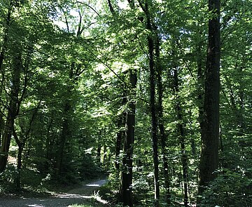 Das Bild zeigt einen Ausschnitt eines Bergwalds.
