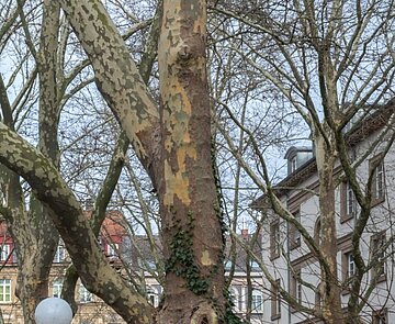 Das Badische Staatstheater wird saniert und erweitert: dazu müssen auch einige Platanen weichen - Neupflanzungen sind vorgesehen