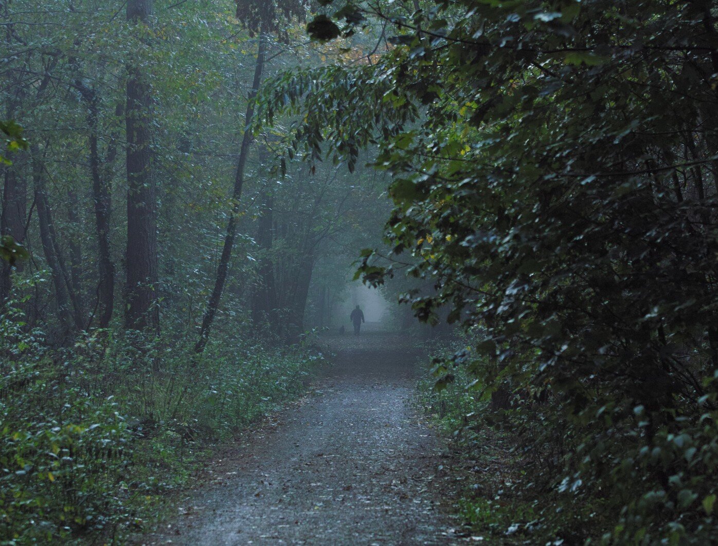 Shadows in Hardtwald