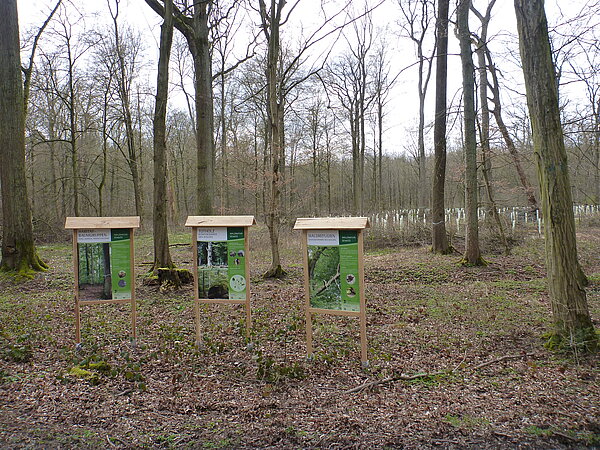 Das Bild zeigt Informationstafeln zu forstlichen Themen im Wald.