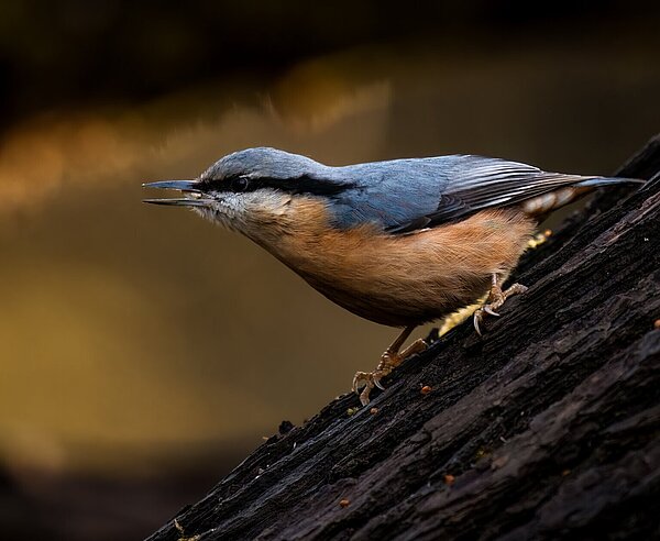  Kleiber (Sitta europaea)