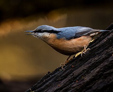  Kleiber (Sitta europaea)