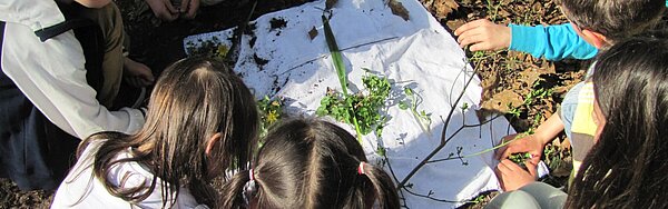 Kinder lernen die Natur kennen