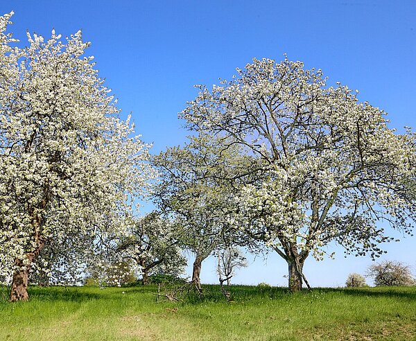 Obstbäume auf grünen Wiesen