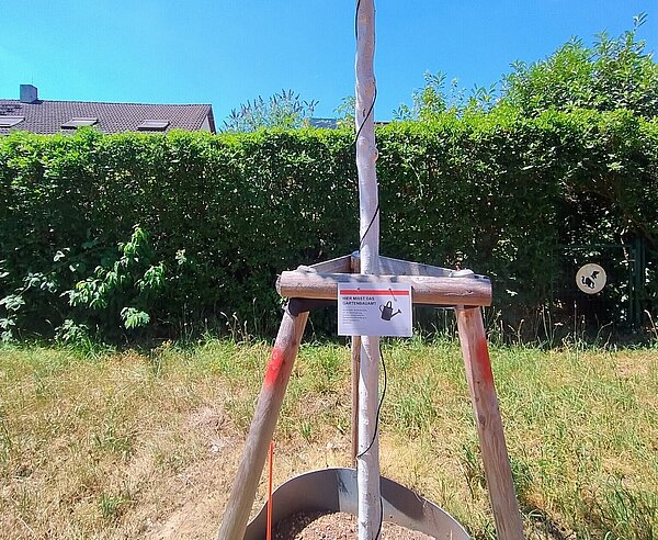 Ein Baum mit verbautem Bodenfeuchtesensor