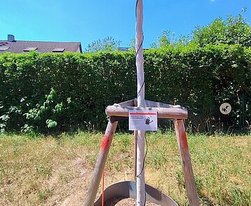 Ein Baum mit verbautem Bodenfeuchtesensor