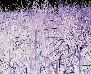 chorussing through the grass