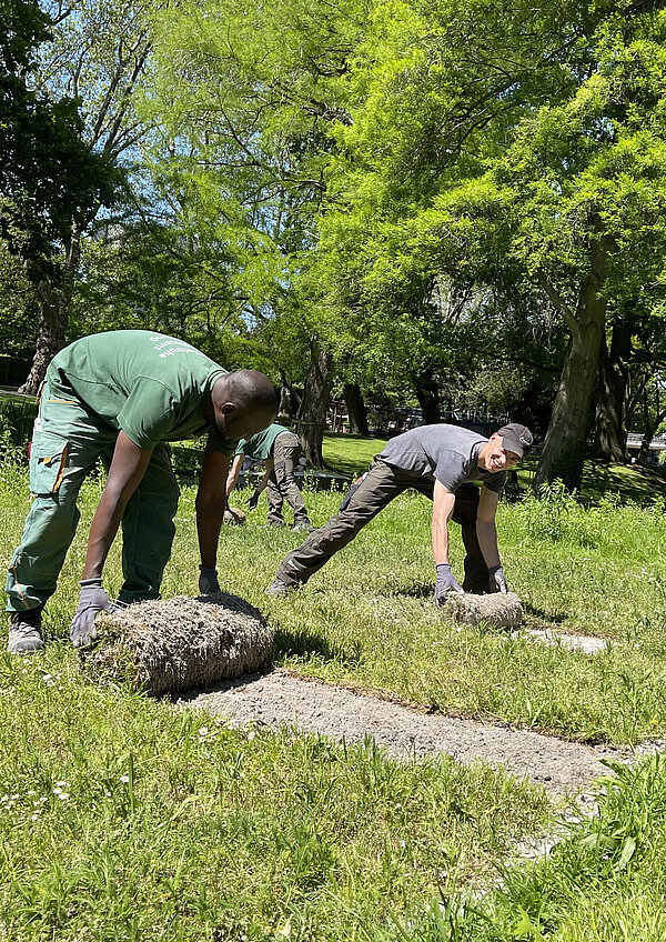 Zwei Männer machen Rollrasen