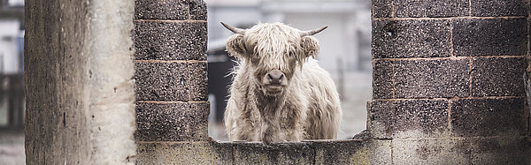 Ein Rind steht hinter einer Maueröffnung.