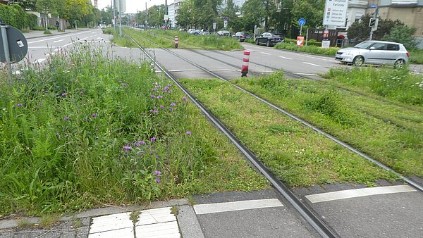 Rasengleise Straßenbahn