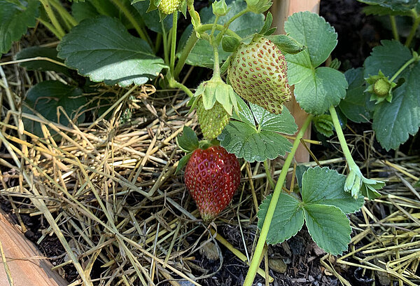 Reife Erdbeere hängt von Pflanze