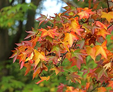 Herbstlich leuchten die Blätter eines Amberbaums im Zoologischen Stadtgarten Karlsruhe.