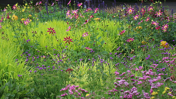 Das Bild zeigt ein Sommerblumenbeet mit Dahlien, Salbei und Strandflieder.