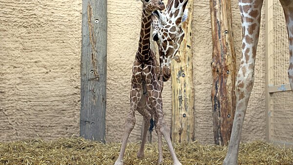 Giraffe im Zoo geboren