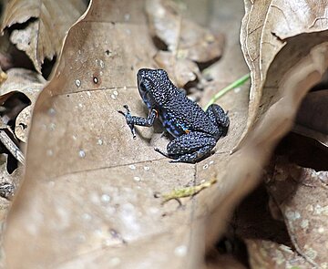 Der Niceforo Baumsteiger ist eine kaum erforschte Art aus dem kolumbianischen Amazonasgebiet. 