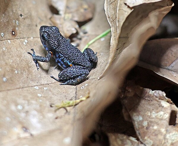 Der Niceforo Baumsteiger ist eine kaum erforschte Art aus dem kolumbianischen Amazonasgebiet. 