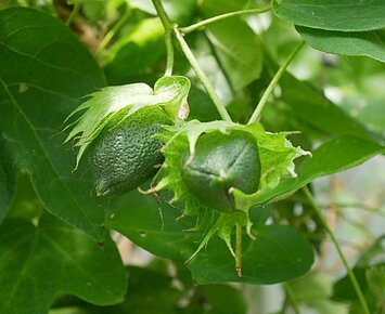 Botanische Führung: "Mit allen Sinnen durchs Grün"