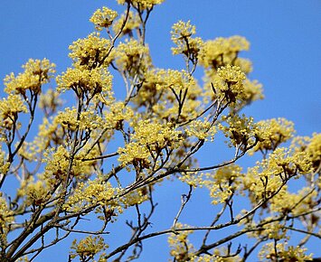 Tierfreundliche Sträucher und Hecken im Garten