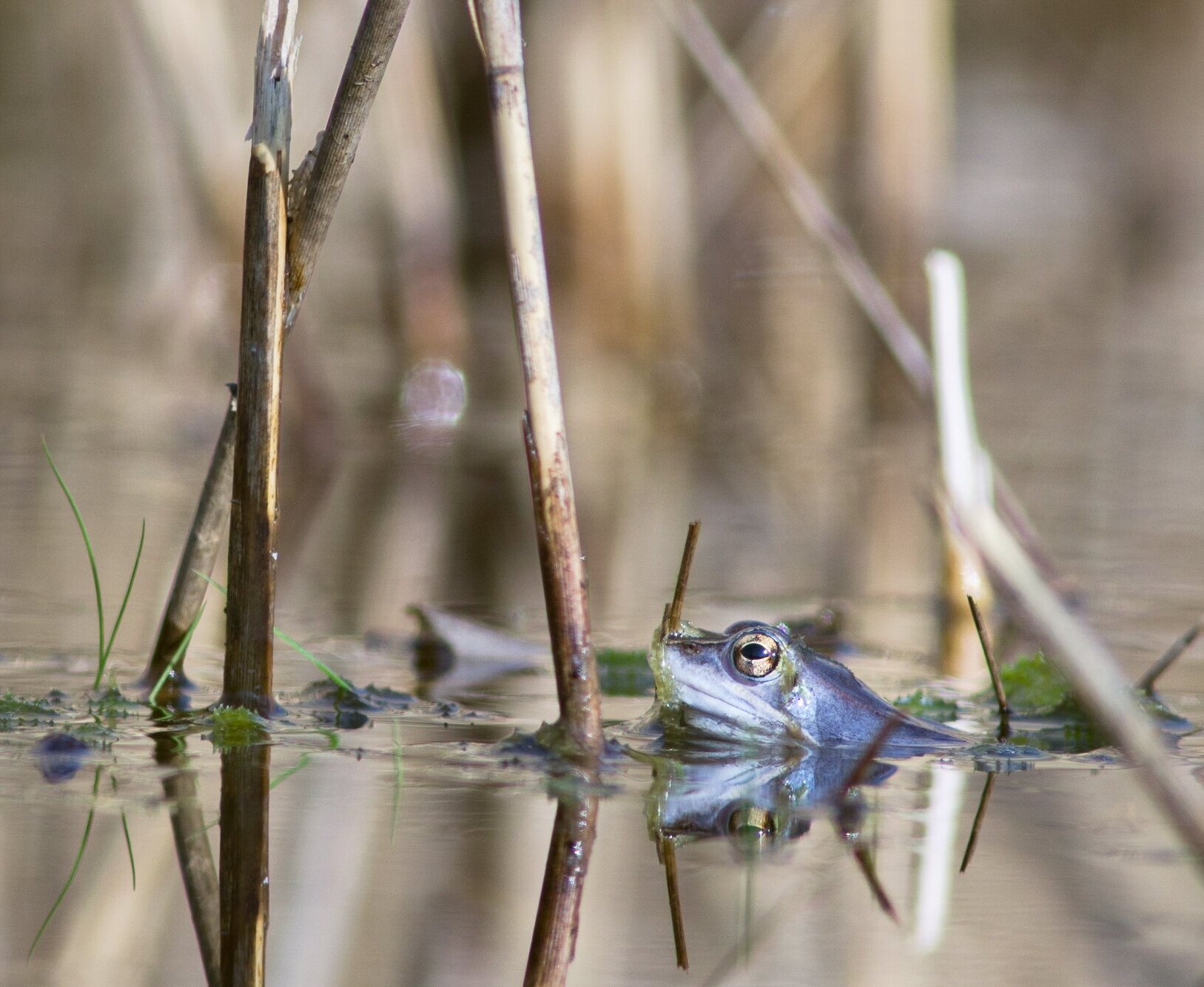 Die Männchen der Moorfrösche färben sich in der Paarungszeit um und werden blau. 