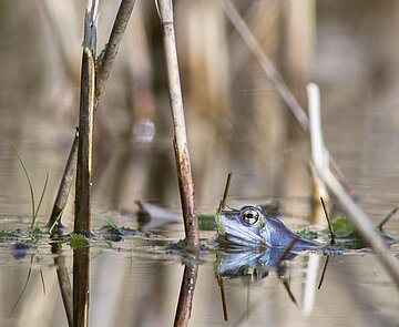 Die Männchen der Moorfrösche färben sich in der Paarungszeit um und werden blau. 