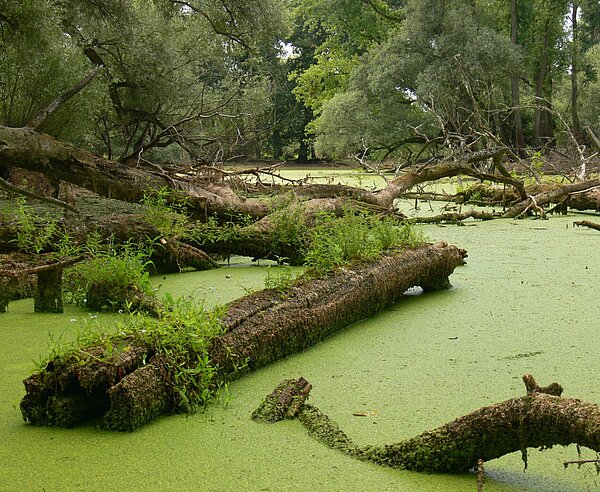 Eine einzigartige Flora und Fauna findet sich in den Karlsruher Rheinauen, wie hier am Altwasser bei Eggenstein.