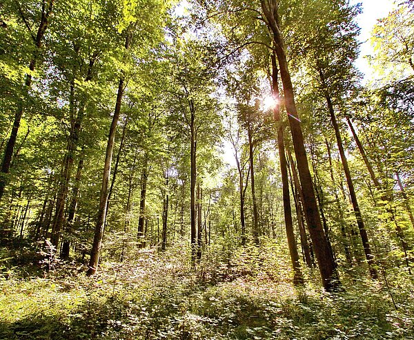 Wald im Sommer