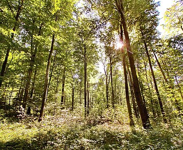 Wald im Sommer