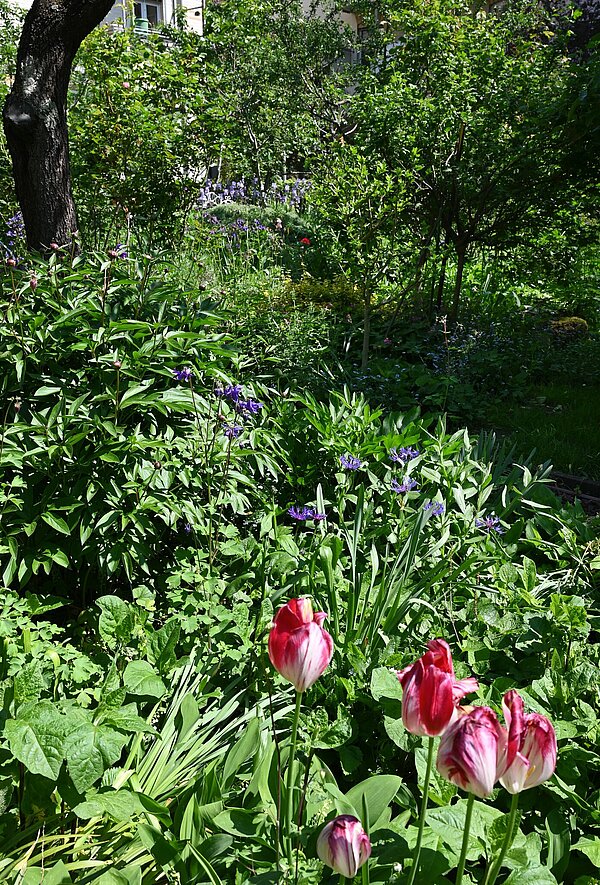 Grüner und blühender Garten