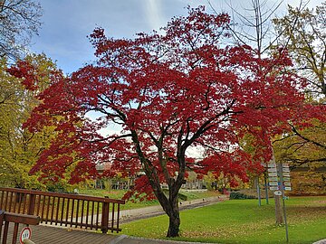 Das Bild zeigt einen erwachsenen Palmahorn im Stadtgarten. 