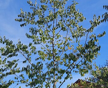 Der Zürgelbaum wird einer der drei neuen Bäume in der Kaiserstraße.