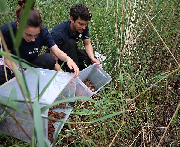 Einsatz für bedrohte Moorfrösche: Der Zoo Karlsruhe zieht bedrohte Moorfrösche auf und wildert diese aus. Dabei handelt es sich um eine Kooperation mit dem Regierungspräsidium Karlsruhe.