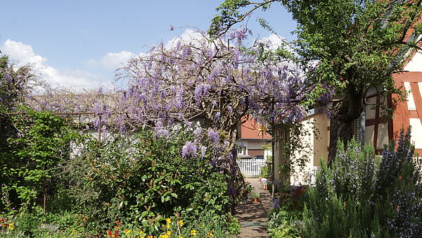 Anerkennung: Mit Blauregen bewachsene Pergola in der Pfarrstrasse | Daxlanden
