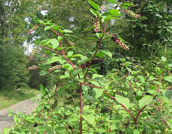 Kermesbeere am Wegesrand