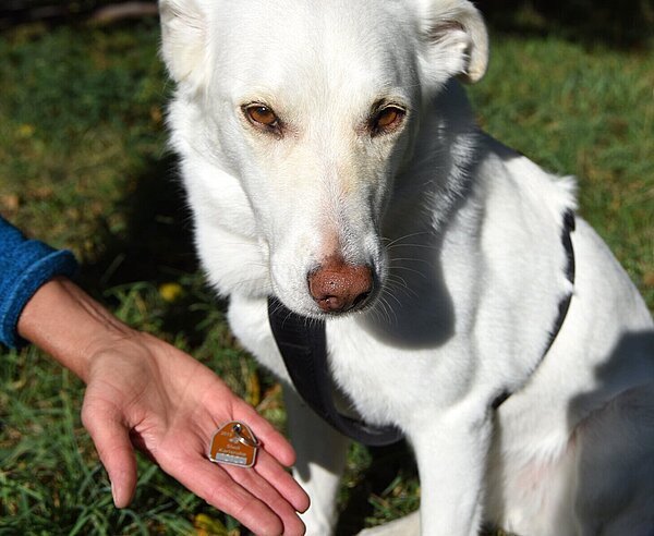 Ein weißer Hund bekommt ein Leckerli.