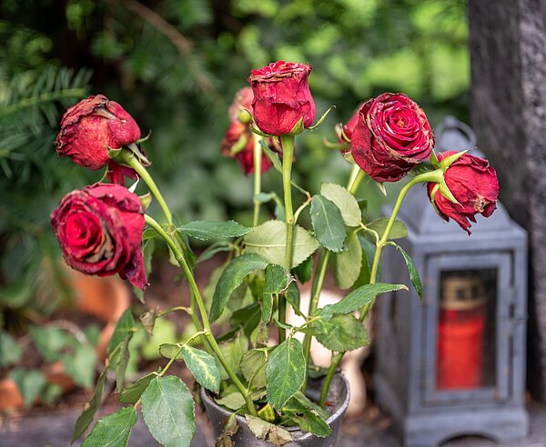  rote Rosen in Vase am Grab stehend, Grablicht unscharf im Hintergrund