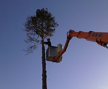 Baumpfleger bei der Arbeit 